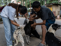 Volunteers of Pet Love Foundation administrate the Anti-Rabies Vaccine (ARV) to street dogs during a special campaign on the occasion of Wor...