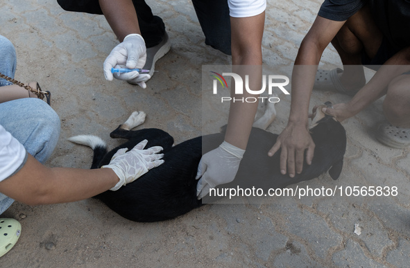 Volunteers of Pet Love Foundation administrate the Anti-Rabies Vaccine (ARV) to street dogs during a special campaign on the occasion of Wor...