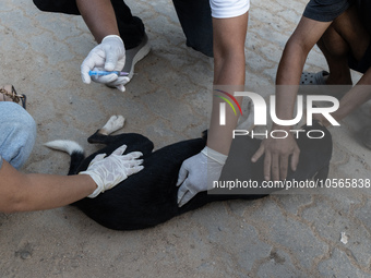 Volunteers of Pet Love Foundation administrate the Anti-Rabies Vaccine (ARV) to street dogs during a special campaign on the occasion of Wor...