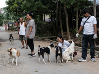 Volunteers of Pet Love Foundation administrate the Anti-Rabies Vaccine (ARV) to street dogs during a special campaign on the occasion of Wor...