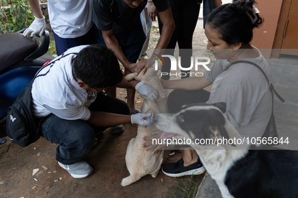 Volunteers of Pet Love Foundation administrate the Anti-Rabies Vaccine (ARV) to street dogs during a special campaign on the occasion of Wor...