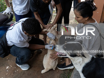 Volunteers of Pet Love Foundation administrate the Anti-Rabies Vaccine (ARV) to street dogs during a special campaign on the occasion of Wor...