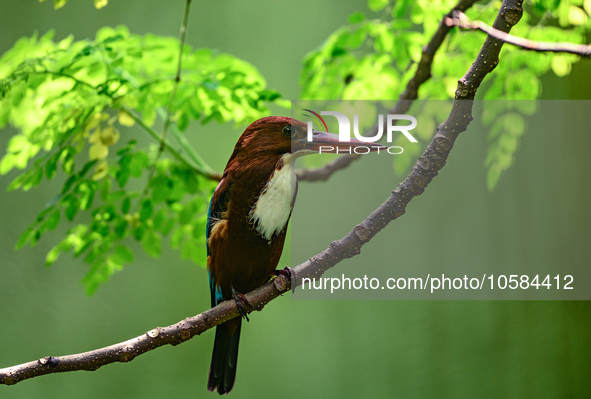 The white-throated kingfisher (Halcyon smyrnensis) also known as the white-breasted kingfisher is a tree kingfisher, found in Asia from the...