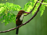 The white-throated kingfisher (Halcyon smyrnensis) also known as the white-breasted kingfisher is a tree kingfisher, found in Asia from the...