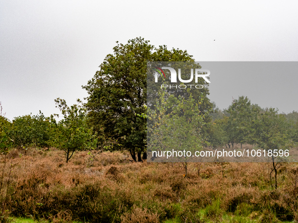 This weekend, the weather was perfect for a walk. Autumn is always a lovely time of the year to explore more of the Dutch countryside and ge...