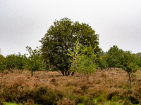 This weekend, the weather was perfect for a walk. Autumn is always a lovely time of the year to explore more of the Dutch countryside and ge...