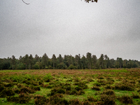 This weekend, the weather was perfect for a walk. Autumn is always a lovely time of the year to explore more of the Dutch countryside and ge...