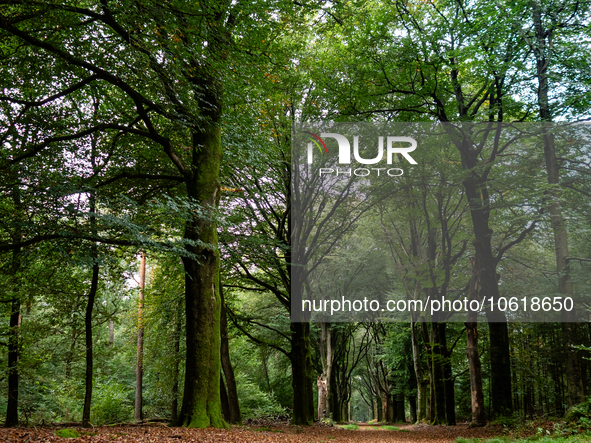 This weekend, the weather was perfect for a walk. Autumn is always a lovely time of the year to explore more of the Dutch countryside and ge...