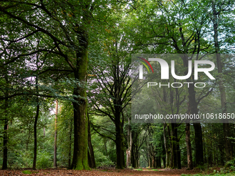 This weekend, the weather was perfect for a walk. Autumn is always a lovely time of the year to explore more of the Dutch countryside and ge...