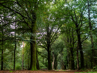 This weekend, the weather was perfect for a walk. Autumn is always a lovely time of the year to explore more of the Dutch countryside and ge...