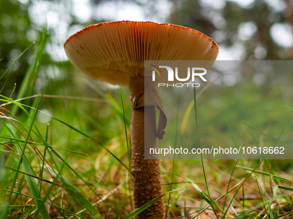 Mushrooms are already showing themselves in nature. In The Netherlands, on October 8th, 2023. 