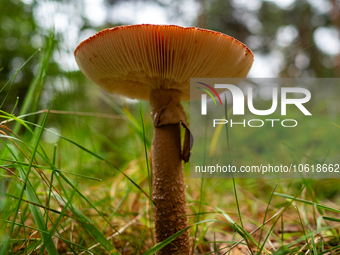 Mushrooms are already showing themselves in nature. In The Netherlands, on October 8th, 2023. (