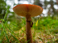 Mushrooms are already showing themselves in nature. In The Netherlands, on October 8th, 2023. (