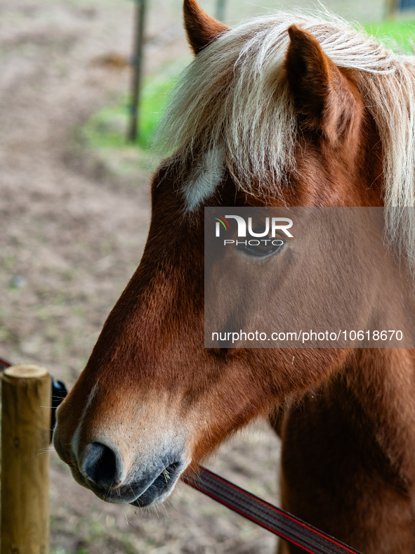 Farm animals like horses and sheep can still spend their time outside before the winter temperatures arrive. In The Netherlands, on October...