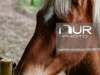 Farm animals like horses and sheep can still spend their time outside before the winter temperatures arrive. In The Netherlands, on October...