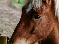 Farm animals like horses and sheep can still spend their time outside before the winter temperatures arrive. In The Netherlands, on October...