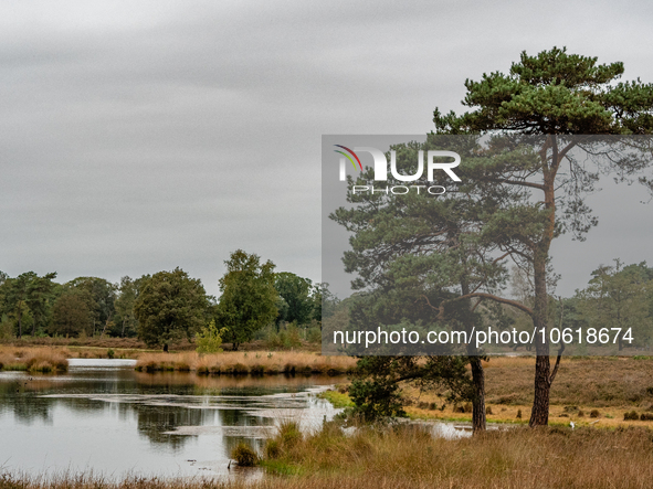 This weekend, the weather was perfect for a walk. Autumn is always a lovely time of the year to explore more of the Dutch countryside and ge...