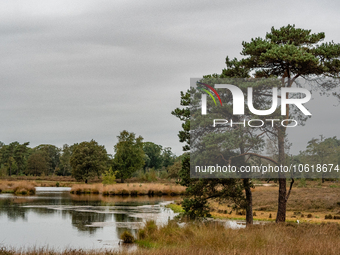 This weekend, the weather was perfect for a walk. Autumn is always a lovely time of the year to explore more of the Dutch countryside and ge...