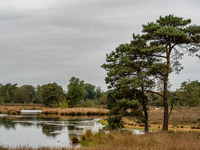 This weekend, the weather was perfect for a walk. Autumn is always a lovely time of the year to explore more of the Dutch countryside and ge...