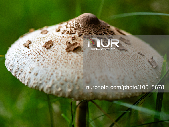 Mushrooms are already showing themselves in nature. In The Netherlands, on October 8th, 2023. 