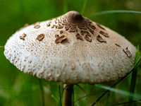 Mushrooms are already showing themselves in nature. In The Netherlands, on October 8th, 2023. (