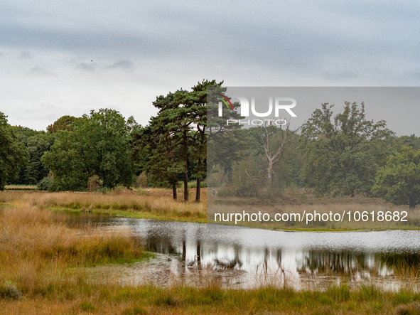 This weekend, the weather was perfect for a walk. Autumn is always a lovely time of the year to explore more of the Dutch countryside and ge...