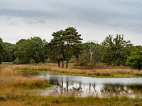 This weekend, the weather was perfect for a walk. Autumn is always a lovely time of the year to explore more of the Dutch countryside and ge...