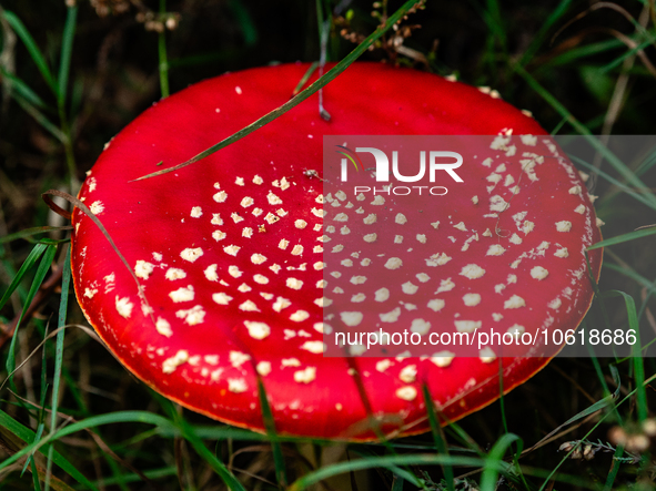 Mushrooms are already showing themselves in nature. In The Netherlands, on October 8th, 2023. 