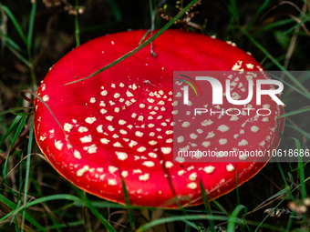 Mushrooms are already showing themselves in nature. In The Netherlands, on October 8th, 2023. (