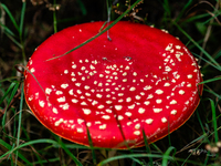 Mushrooms are already showing themselves in nature. In The Netherlands, on October 8th, 2023. (