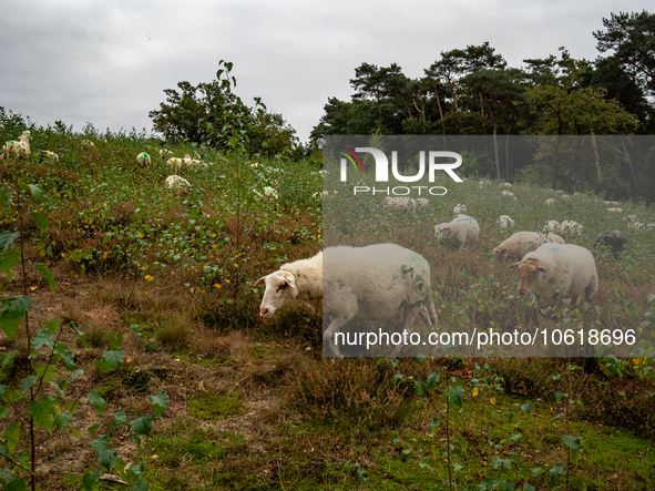 Farm animals like horses and sheep can still spend their time outside before the winter temperatures arrive. In The Netherlands, on October...