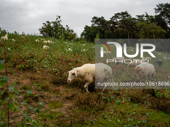 Farm animals like horses and sheep can still spend their time outside before the winter temperatures arrive. In The Netherlands, on October...