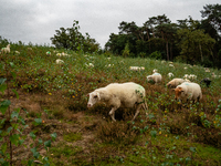 Farm animals like horses and sheep can still spend their time outside before the winter temperatures arrive. In The Netherlands, on October...