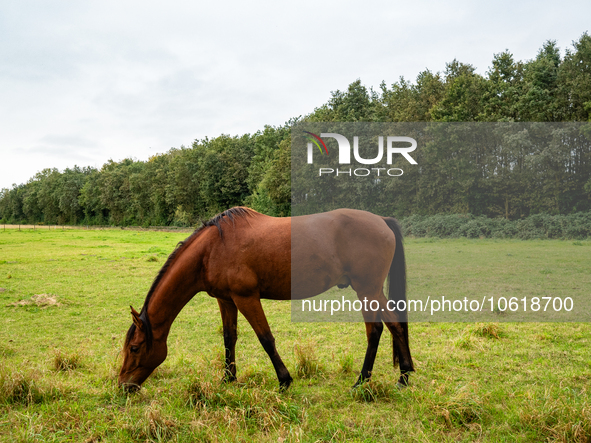 Farm animals like horses and sheep can still spend their time outside before the winter temperatures arrive. In The Netherlands, on October...