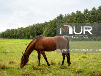 Farm animals like horses and sheep can still spend their time outside before the winter temperatures arrive. In The Netherlands, on October...