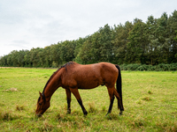 Farm animals like horses and sheep can still spend their time outside before the winter temperatures arrive. In The Netherlands, on October...