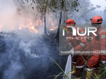 Firefighters from PT Pupuk Sriwidjaja Palembang and Indonesian police personnel from South Sumatra are extinguishing a forest fire in Pulau...