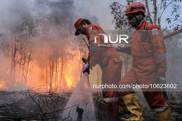 Firefighters from PT Pupuk Sriwidjaja Palembang and Indonesian police personnel from South Sumatra are extinguishing a forest fire in Pulau...