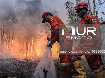 Firefighters from PT Pupuk Sriwidjaja Palembang and Indonesian police personnel from South Sumatra are extinguishing a forest fire in Pulau...