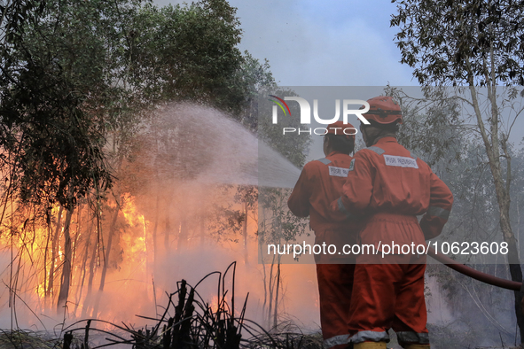 Firefighters from PT Pupuk Sriwidjaja Palembang and Indonesian police personnel from South Sumatra are extinguishing a forest fire in Pulau...