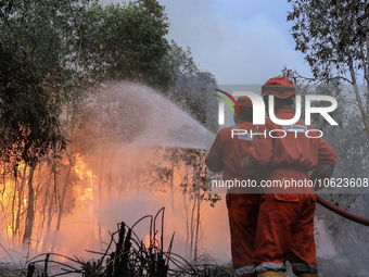 Firefighters from PT Pupuk Sriwidjaja Palembang and Indonesian police personnel from South Sumatra are extinguishing a forest fire in Pulau...