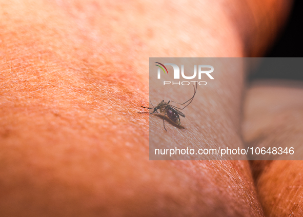  An adult female Anopheles mosquito in the evening bites a human body to begin its blood meal at Tehatta, West Bengal; India on 16/10/2023....