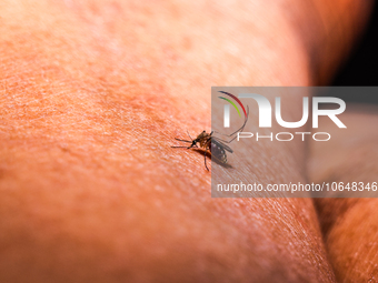  An adult female Anopheles mosquito in the evening bites a human body to begin its blood meal at Tehatta, West Bengal; India on 16/10/2023....