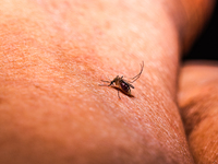  An adult female Anopheles mosquito in the evening bites a human body to begin its blood meal at Tehatta, West Bengal; India on 16/10/2023....