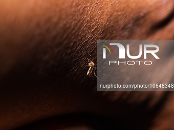  An adult female Anopheles mosquito in the evening bites a human body to begin its blood meal at Tehatta, West Bengal; India on 16/10/2023....