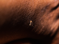  An adult female Anopheles mosquito in the evening bites a human body to begin its blood meal at Tehatta, West Bengal; India on 16/10/2023....