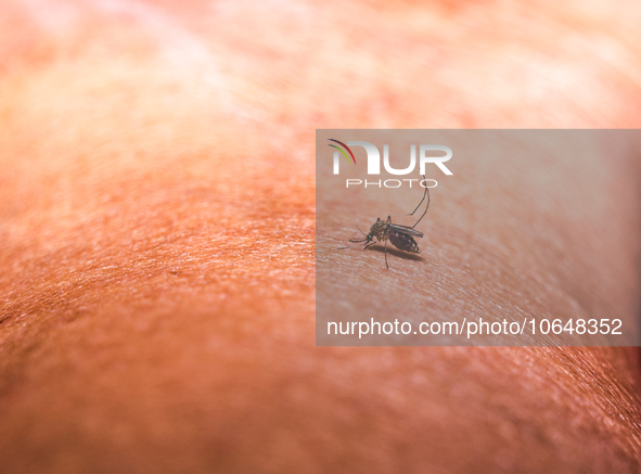 An adult female Anopheles mosquito in the evening bites a human body to begin its blood meal at Tehatta, West Bengal; India on 16/10/2023. A...