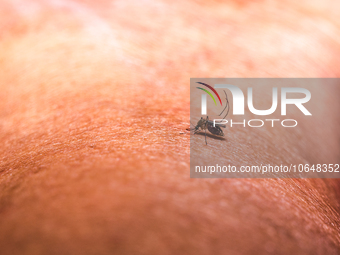 An adult female Anopheles mosquito in the evening bites a human body to begin its blood meal at Tehatta, West Bengal; India on 16/10/2023. A...