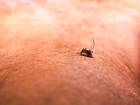 An adult female Anopheles mosquito in the evening bites a human body to begin its blood meal at Tehatta, West Bengal; India on 16/10/2023. A...