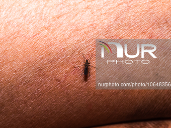 An adult female Anopheles mosquito in the evening bites a human body to begin its blood meal at Tehatta, West Bengal; India on 16/10/2023. A...